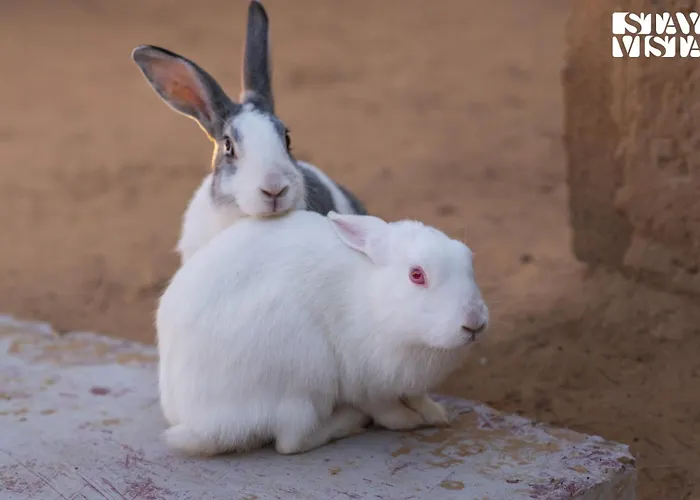 Stayvista'S Avadh Vatika - Mountain-View With Outdoor Pool, Lawn Featuring A Gazebo & BarVilla